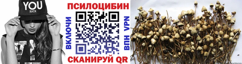 дарнет шоп Сергач Галлюциногенные грибы Psilocybine cubensis